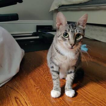 Rescue Domestic Short Hair Cats for Adoption - Widget | PetCurious