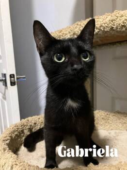 Gabriela -  Domestic Short Hair Cat for Adoption in Alafaya, Florida - Gabriela | PetCurious