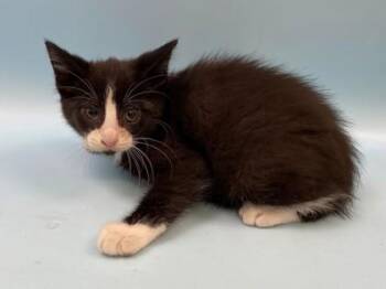 Mole -  Domestic Short Hair Cat for Adoption in Woodbury, Minnesota - Mole | PetCurious