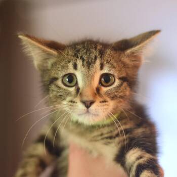 Odysseus -  Domestic Short Hair Cat for Adoption in Belleville, Illinois - Odysseus | PetCurious