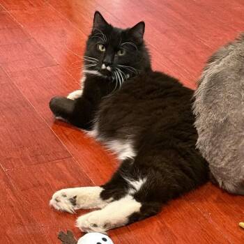Verso -  Domestic Medium Hair Cat for Adoption in Gibsonia, Pennsylvania - Verso | PetCurious