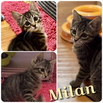 Rescue Domestic Short Hair Cats for Adoption in Hollister, California - Milan | PetCurious