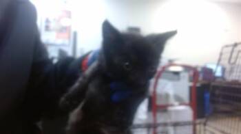 LAINEY -  Domestic Short Hair Cat for Adoption in Doral, Florida - LAINEY | PetCurious