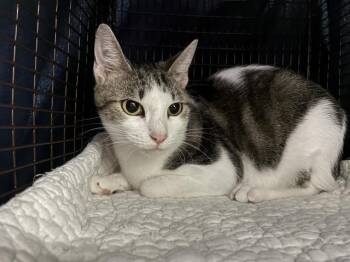 SNOW -  Domestic Short Hair Cat for Adoption in Pensacola, Florida - SNOW | PetCurious