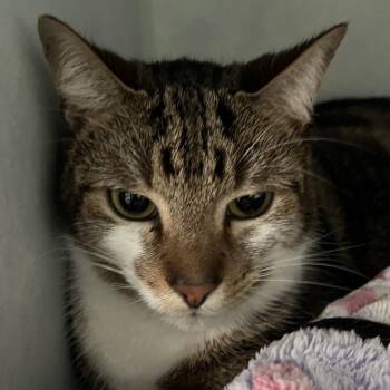 Sora -  Domestic Short Hair Cat Available for Adoption in Sarasota, Florida - Sora | PetCurious