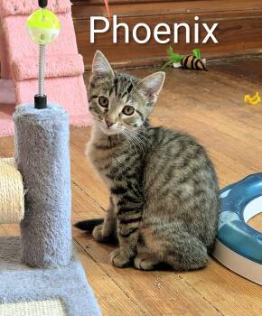 Rescue Tabby and Domestic Short Hair Cats for Adoption in Panora, Iowa - PHOENIX | PetCurious