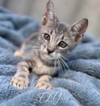 Fly -  Tabby and Domestic Short Hair Cat for Adoption in Homestead, Florida - Fly | PetCurious