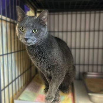 Domestic Short Hair Cats Available for Adoption - Jack In Da Box | PetCurious