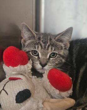 Sabrina -  Domestic Short Hair Cat for Adoption in Pomona, New York - Sabrina | PetCurious