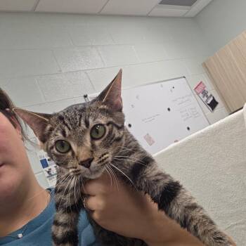Dipsy -  Domestic Short Hair Cat for Adoption in Chattanooga, Tennessee - Dipsy | PetCurious