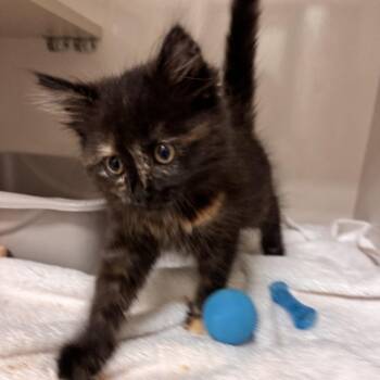Tot -  Domestic Short Hair Cat for Adoption in Redwood City, California - Tot | PetCurious