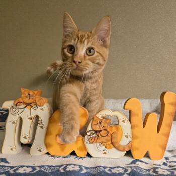 Rescue Domestic Short Hair Cats for Adoption in Pennsville Township, New Jersey - Pawl | PetCurious