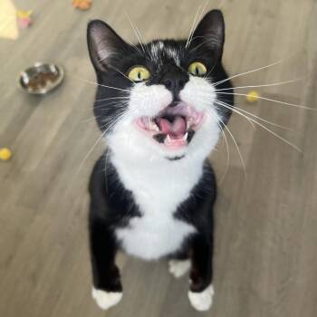 Chatty Kathy -  Domestic Short Hair Cat Available for Adoption in Asheville, North Carolina - Chatty Kathy | PetCurious