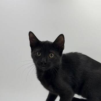 Lizard Man -  Domestic Short Hair Cat for Adoption in State College, Pennsylvania - Lizard Man | PetCurious