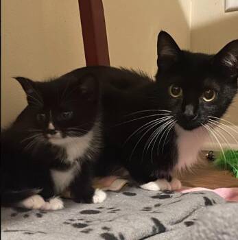 Lori -  Tuxedo Cat for Adoption in Indianapolis, Indiana - Lori | PetCurious