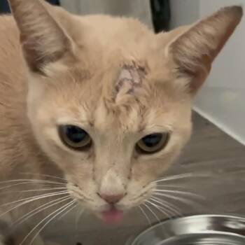 Trooper -  Domestic Short Hair Cat for Adoption in Titusville, Florida - Trooper | PetCurious