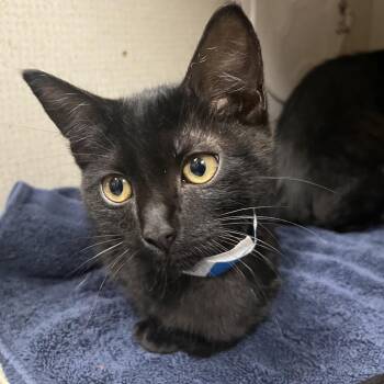 Joji -  Domestic Short Hair Cat for Adoption in Yuma, Arizona - Joji | PetCurious