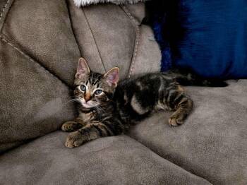 Paco 7975 -  Domestic Short Hair Cat for Adoption in Dallas, Texas - Paco 7975 | PetCurious