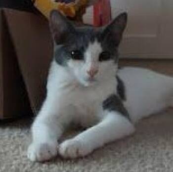 Rescue Domestic Short Hair Cats for Adoption in Sacramento, California - Cleo *COURTESY POST* | PetCurious