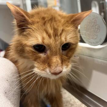 Rescue Domestic Long Hair Cats for Adoption in Matteson, Illinois - Amadeus | PetCurious