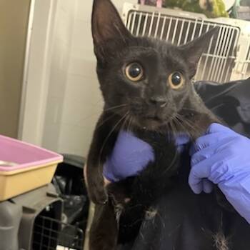 Rescue Domestic Short Hair Cats for Adoption in Richmond Hill, Georgia - Leah | PetCurious