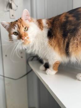 Nala -  Domestic Medium Hair Cat for Adoption in Hartford City, Indiana - Nala | PetCurious