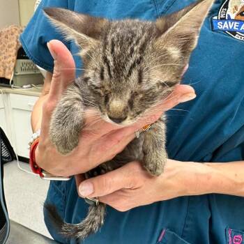 Cora 26-09-020 -  Domestic Short Hair Cat for Adoption in Bastrop, Texas - Cora 26-09-020 | PetCurious
