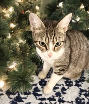 Rescue Domestic Short Hair Cats for Adoption in Dixon, California - Petunia | PetCurious