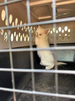 Domestic Short Hair Cats Available for Adoption in Fort Walton Beach, Florida - RUDO | PetCurious