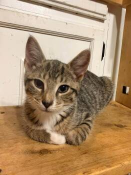 Cakey -  Domestic Short Hair Cat for Adoption in Rumford, Maine - Cakey | PetCurious