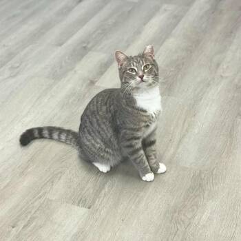 Rescue American Shorthair Cats for Adoption in Portage, Michigan - Mike | PetCurious
