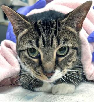 Boo (at Smitten Kitten) -  Domestic Short Hair Cat for Adoption in Fishers, Indiana - Boo (at Smitten Kitten) | PetCurious