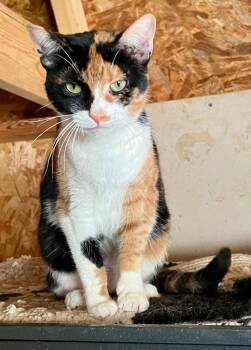 Domestic Short Hair Cats Available for Adoption in Cromwell, Kentucky - Lilith | PetCurious