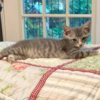 Monkey Steve 14 -  Domestic Short Hair Cat for Adoption in Austin, Texas - Monkey Steve 14 | PetCurious
