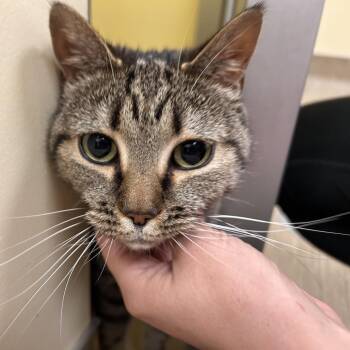Ziggy -  Domestic Short Hair Cat for Adoption in Bedford, New Hampshire - Ziggy | PetCurious