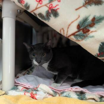 Remi -  Domestic Short Hair Cat for Adoption in Walker, Michigan - Remi | PetCurious