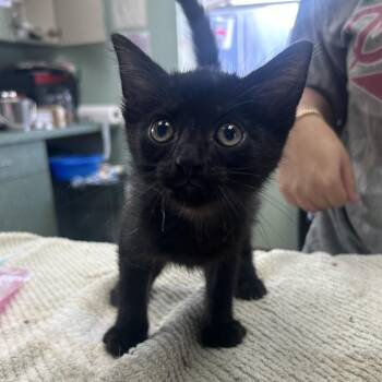 Ranchero -  Domestic Short Hair Cat for Adoption in West Point, Mississippi - Ranchero | PetCurious