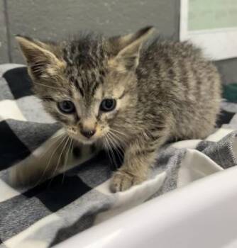 Domestic Short Hair Cats Available for Adoption in Fort Worth, Texas - Sevastian | PetCurious