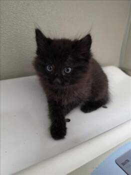 Domestic Medium Hair Cats Available for Adoption in Tracy, California - A047432 | PetCurious