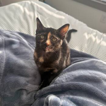 Ellie -  Tortoiseshell Cat for Adoption in Columbia, South Carolina - Ellie | PetCurious