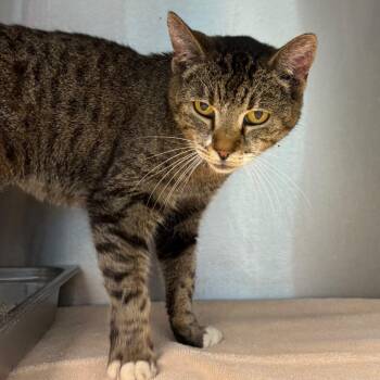 Kora -  Domestic Short Hair Cat for Adoption in Englewood, Florida - Kora | PetCurious