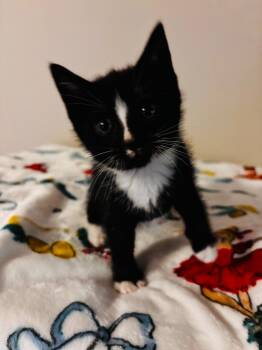 Scuttle -  Domestic Short Hair Cat for Adoption in Darien, Georgia - Scuttle | PetCurious