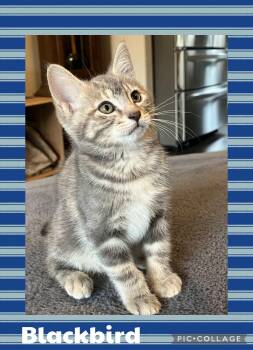Blackbird -  Domestic Short Hair Cat for Adoption in Newberg, Oregon - Blackbird | PetCurious