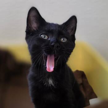 Mieze -  Domestic Short Hair Cat for Adoption in Marysville, Ohio - Mieze | PetCurious