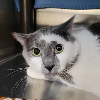 Domestic Short Hair Cats Available for Adoption - Phantom | PetCurious