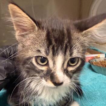 Kenny -  Domestic Short Hair Cat for Adoption in Yuma, Arizona - Kenny | PetCurious