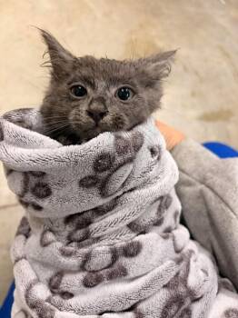Daddle -  Domestic Short Hair Cat for Adoption in Greensburg, Indiana - Daddle | PetCurious
