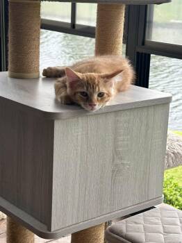 Tyco -  Domestic Medium Hair Cat for Adoption in Wilmington, North Carolina - Tyco | PetCurious