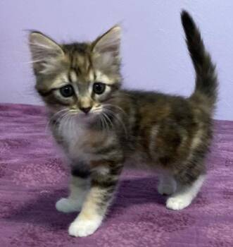 *RED SONJA -  Domestic Short Hair Cat for Adoption in Woodland, California - *RED SONJA | PetCurious