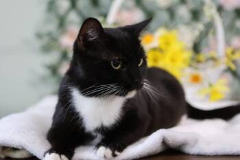 Domestic Short Hair Cats Available for Adoption in Andalusia, Pennsylvania - Mistletoe | PetCurious